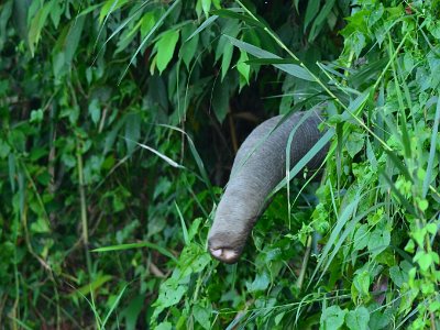 Borneo pgymy elephant, Sukau (15)